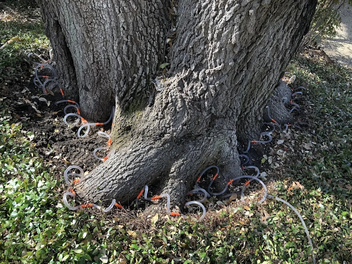 Detailed Tree Cabling and Bracing job site in Freistatt