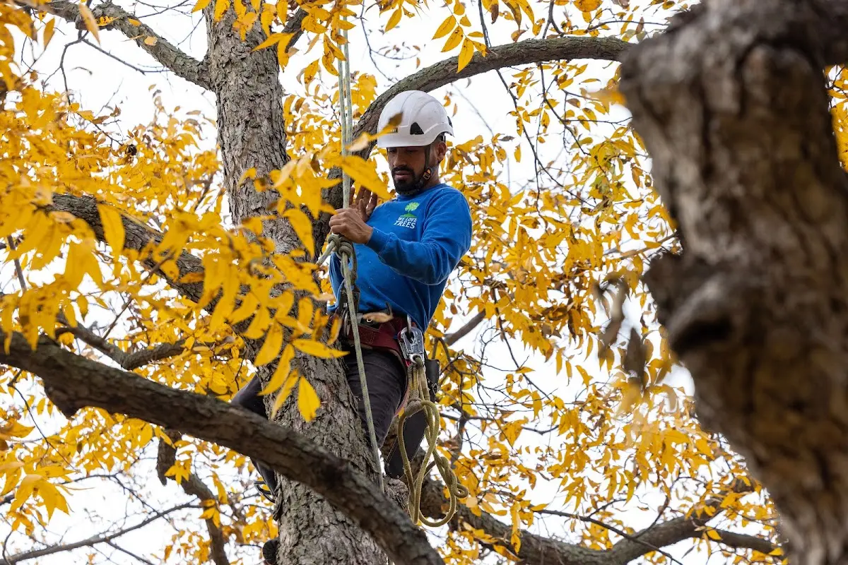 Skilled Tree Pruning crew working in Freistatt